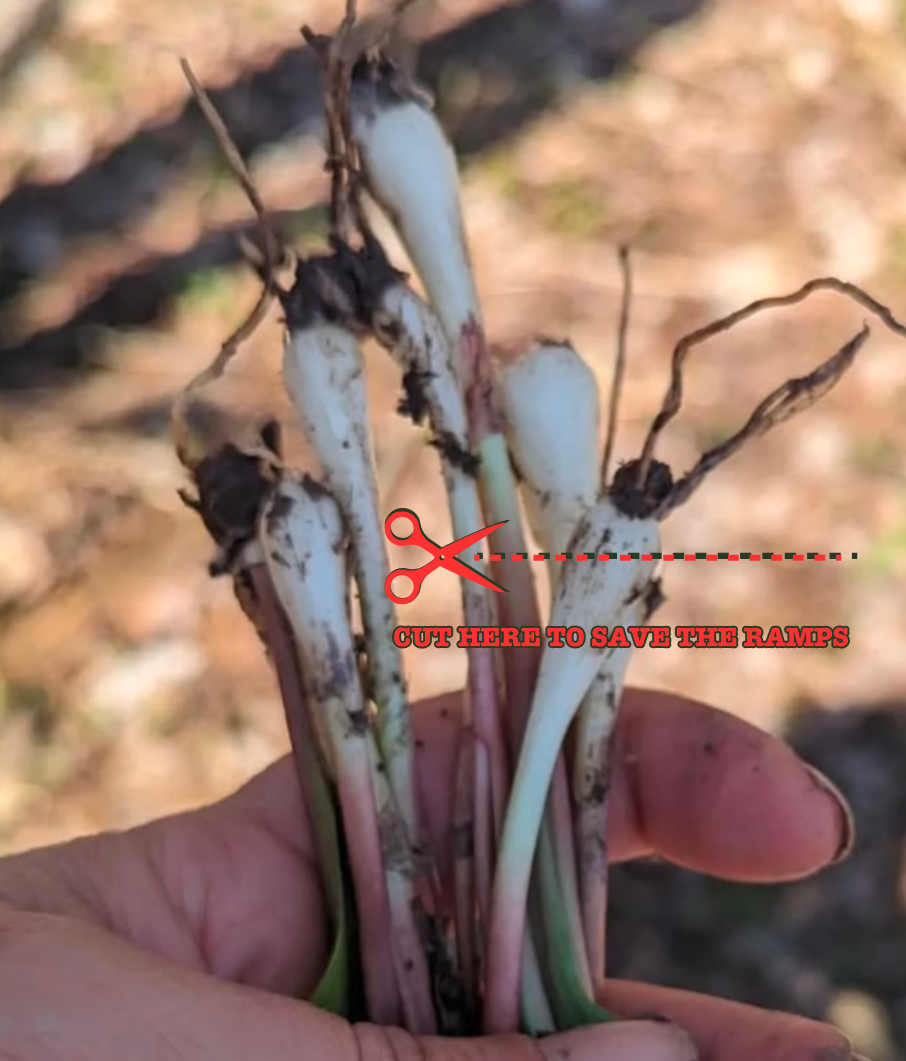 Growing What We Cook: Ramps, Patience, and a Kitchen Philosophy